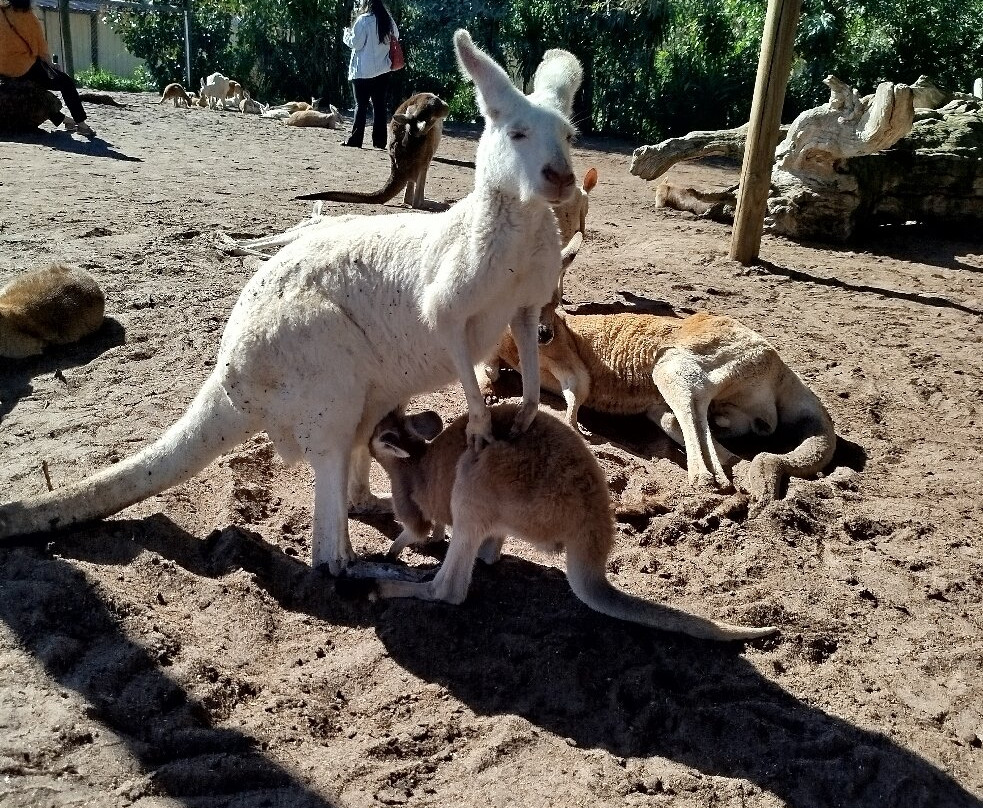 Caversham Wildlife Park-怀特曼 必去景点