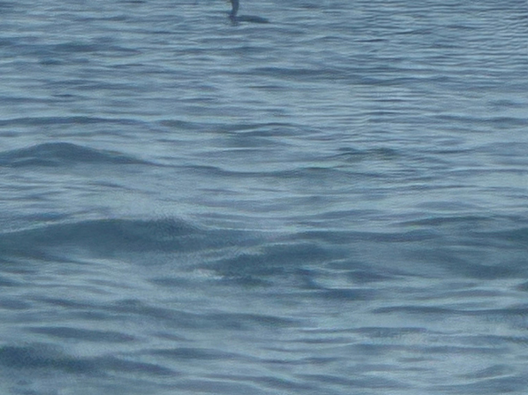 Osprey's Echo Sea Kayaking-Stonington必去景点