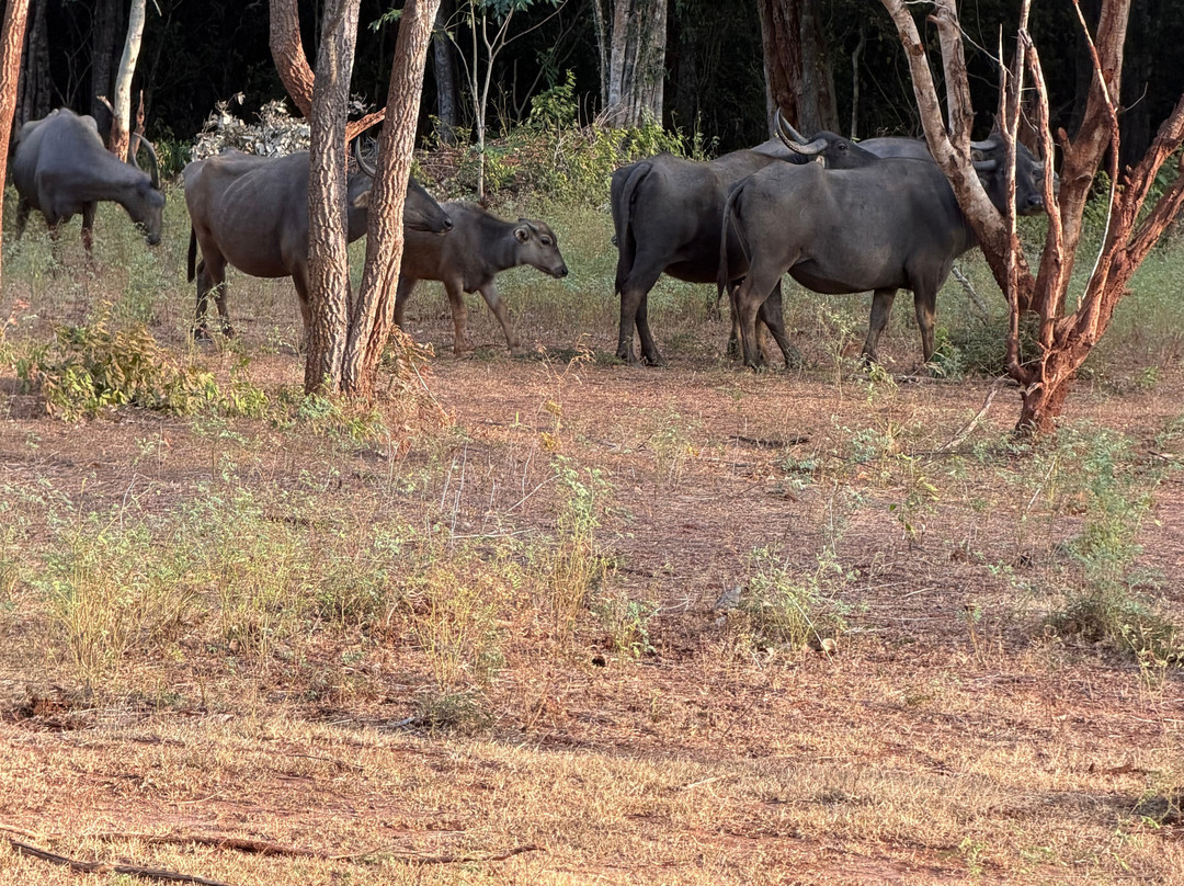 Sudu Yala Tusker Safari-蒂瑟默哈拉默必去景点