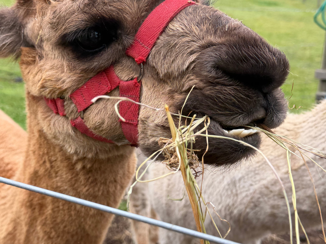 BobCat Alpacas-爱丁堡必去景点