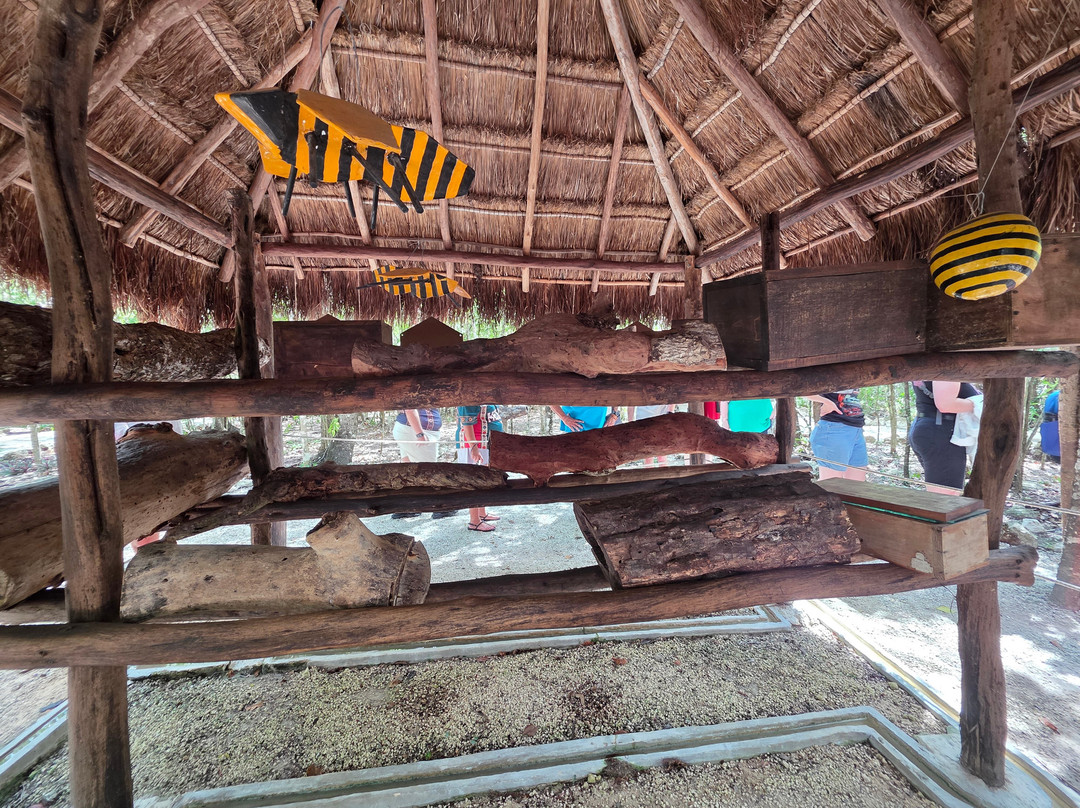 Mayan Bee Sanctuary-San Miguel de Cozumel必去景点