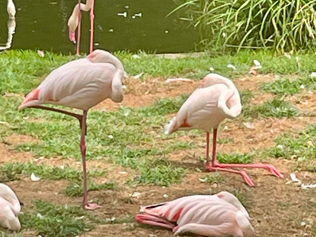 Parc Animalier Des Pyrénées-Ayzac-Ost必去景点