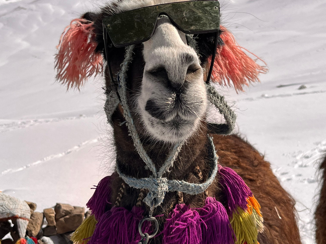 Alpaca Expeditions-库斯科必去景点