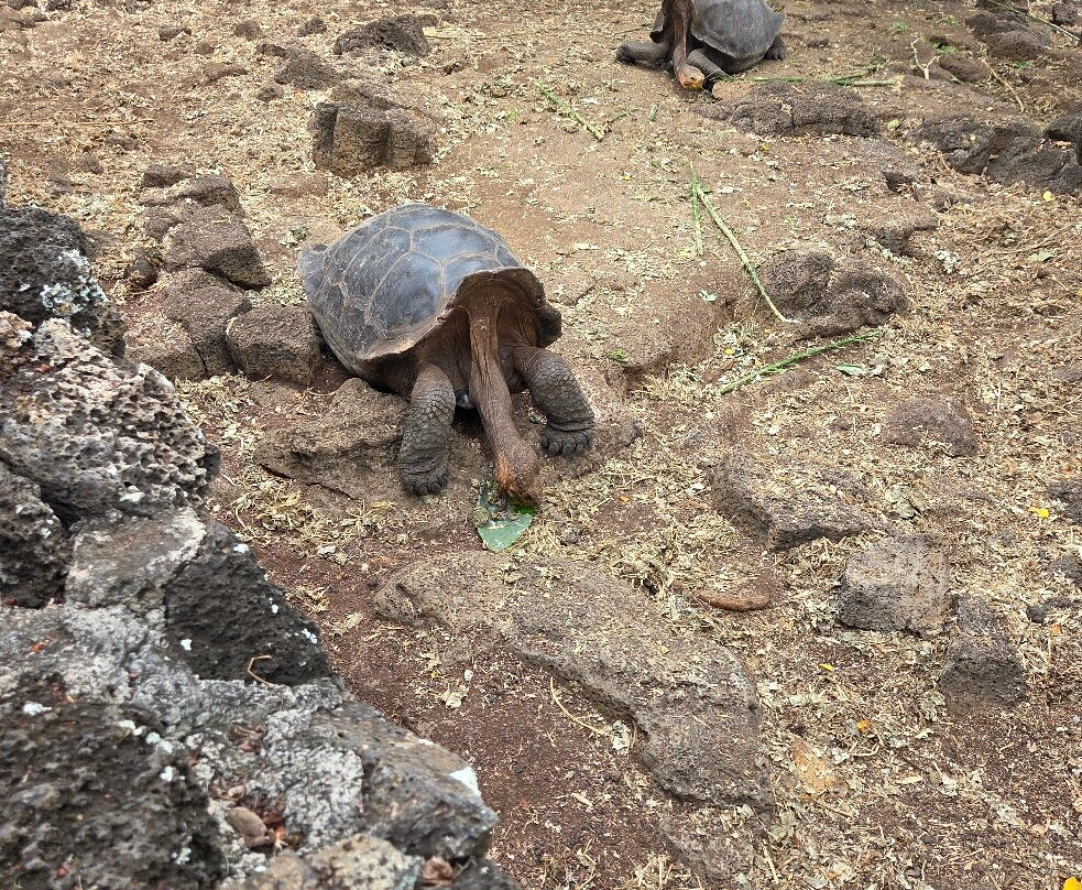 Charles Darwin Research Station-阿约拉港必去景点