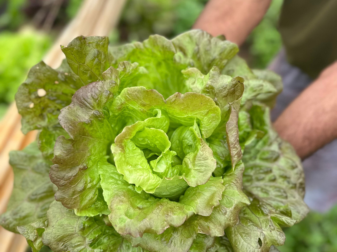 Agroecologia Ferrari-Arroio do Meio必去景点