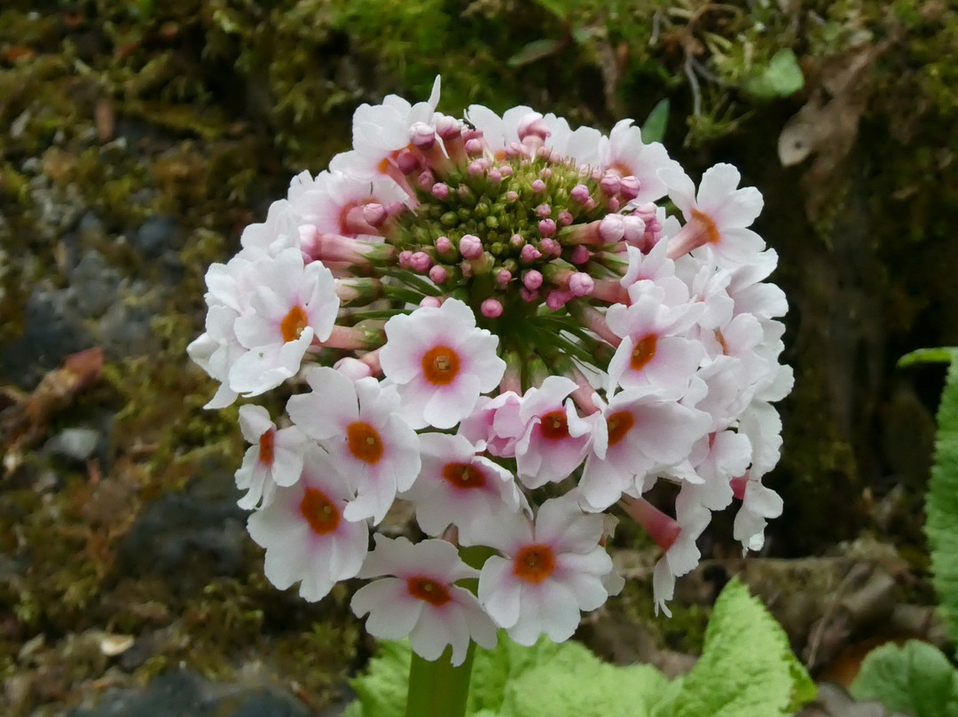 Mount Congreve Gardens-County Waterford必去景点