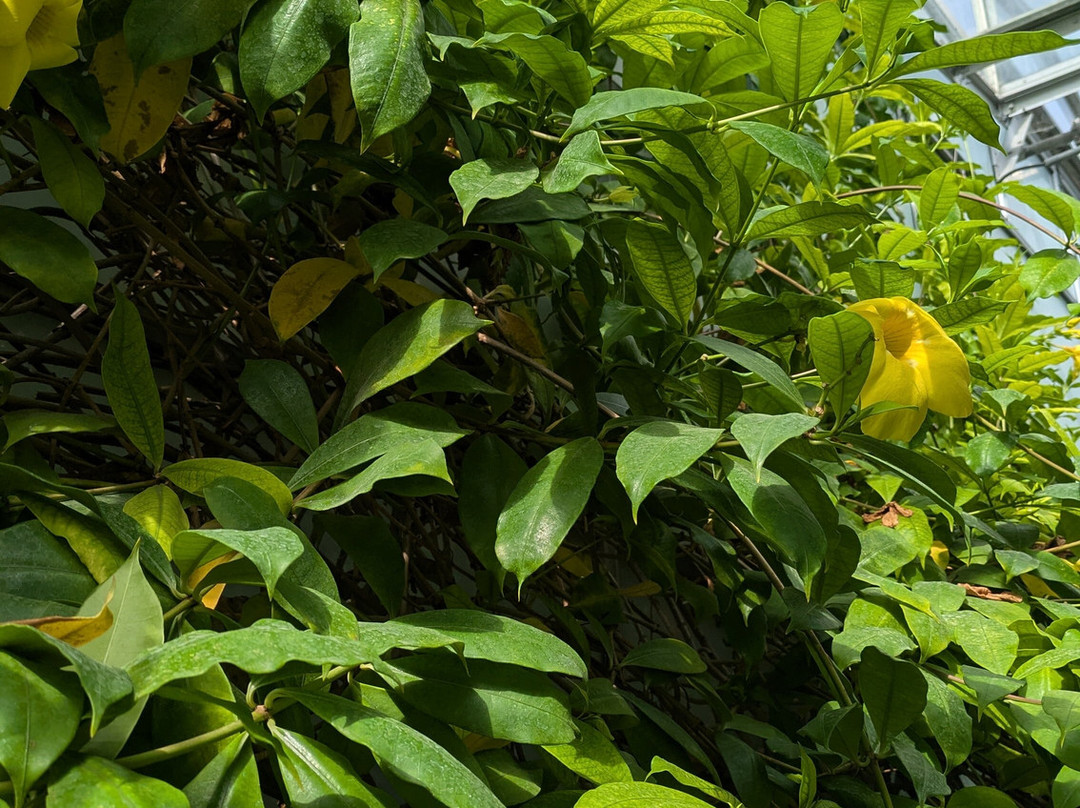 University of Oxford Botanic Garden-牛津必去景点