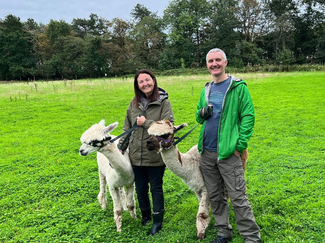Woodlands Alpaca Farm-沃灵顿必去景点