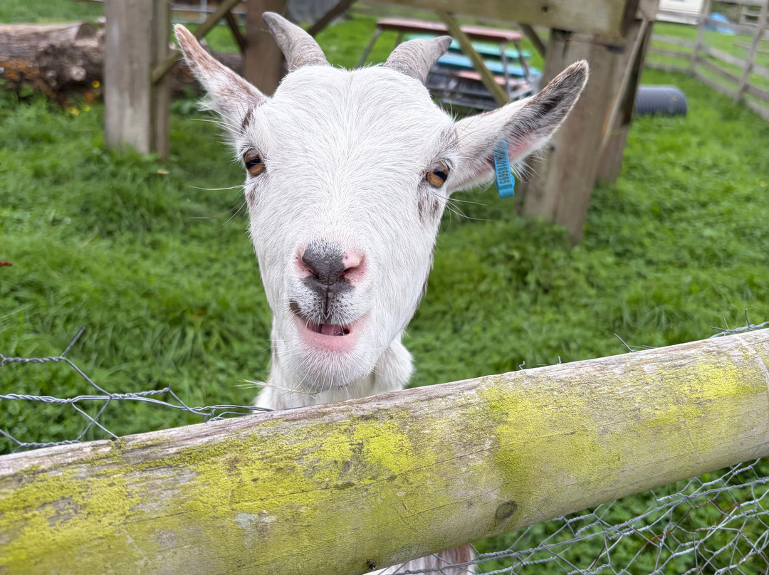 Woodlands Alpaca Farm-沃灵顿必去景点