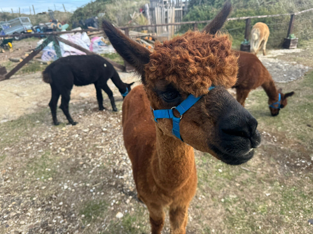 Portland Alpaca Trekking-Weston必去景点