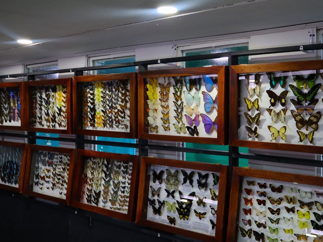 Mariposario Morpho Azul-Guácima必去景点