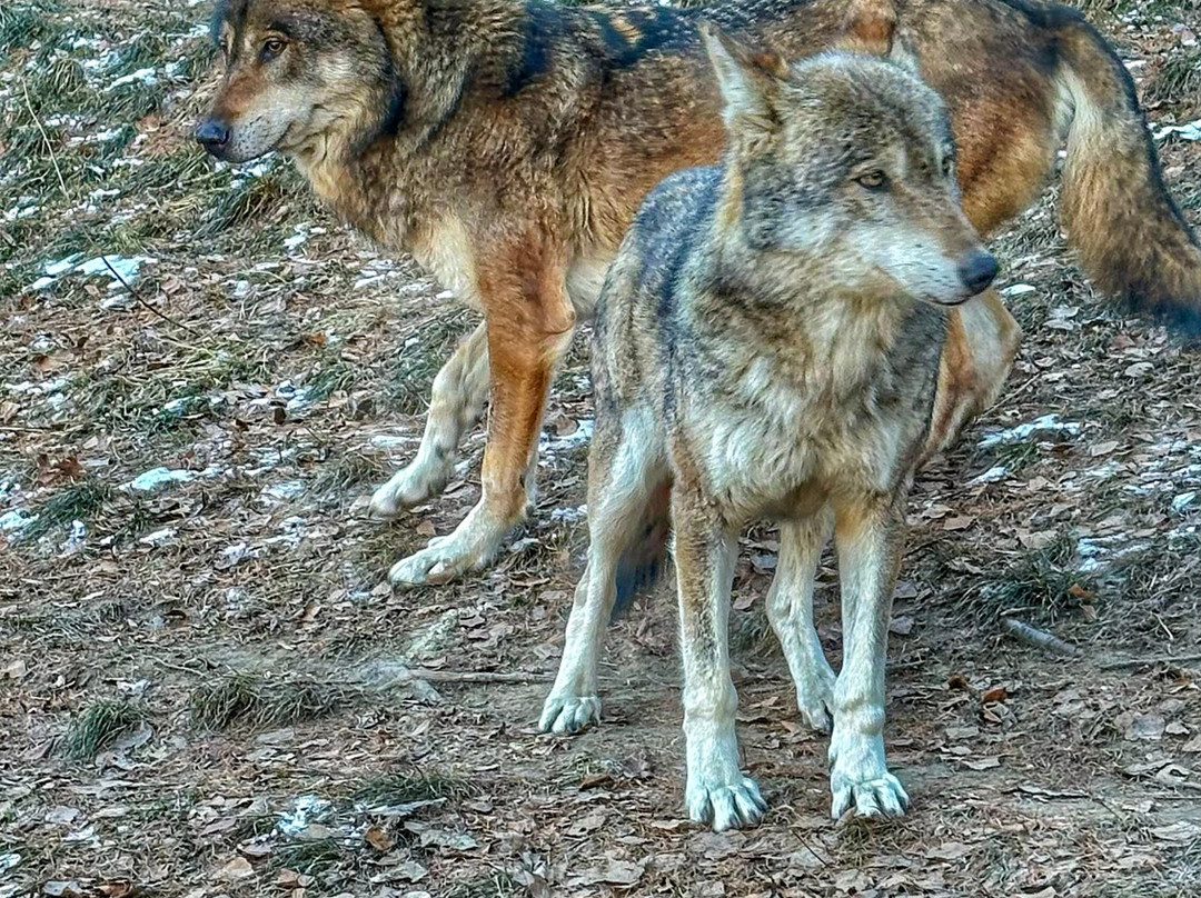 Parc Animalier d'Introd-Introd必去景点