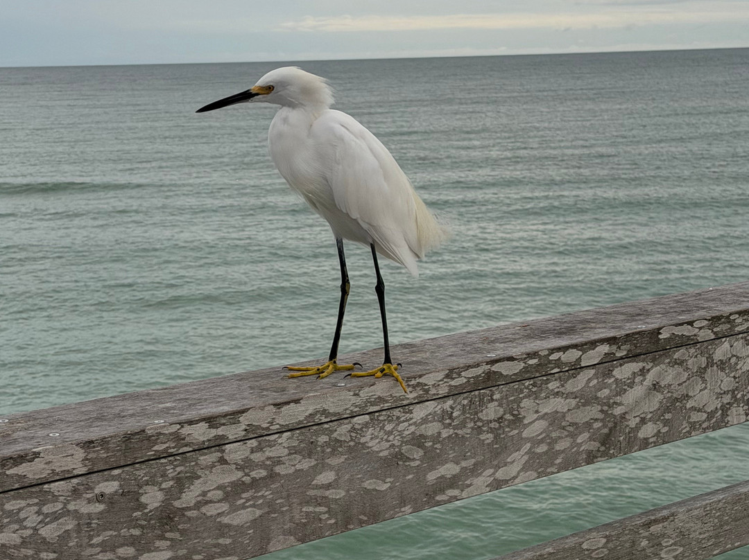 Venice Fishing Pier-威尼斯必去景点