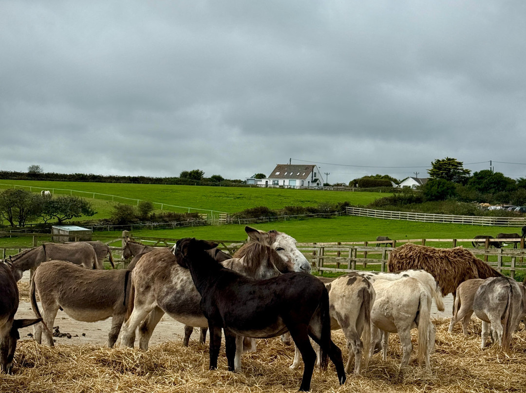 The Flicka Foundation - Donkey Sanctuary-Penryn必去景点