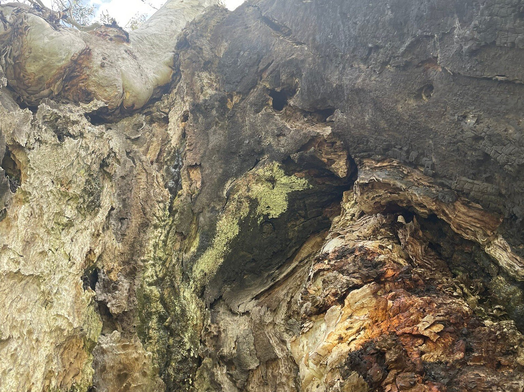 The Herbig Family Tree-Springton必去景点