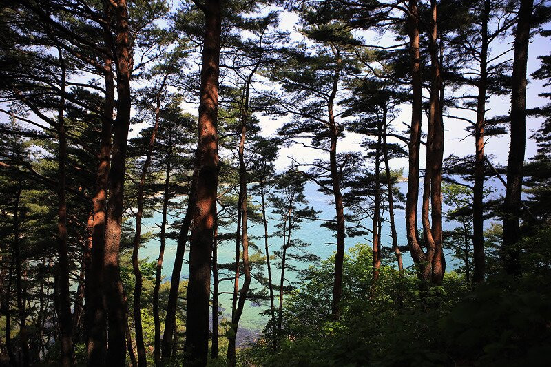 Hwajinpo Pine Forest Road-高城郡必去景点