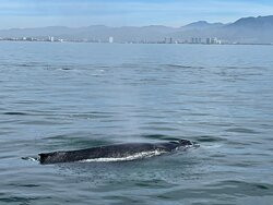 Vallarta Natours-瓦拉塔港必去景点