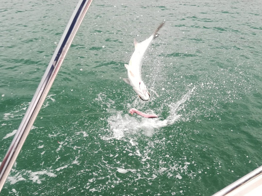 Fish And Stay Rincon, Puerto Rico-吕康必去景点