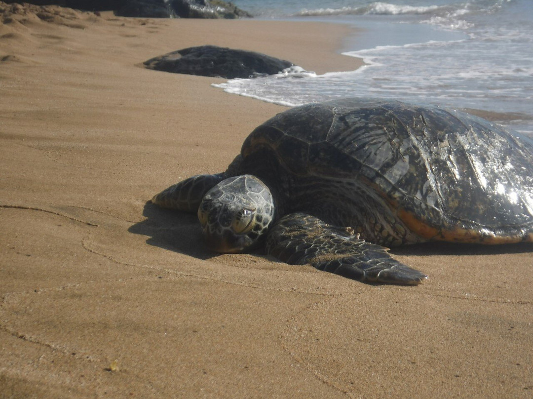 Hale Mahina Beach Resort主图