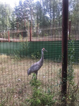 Oksky State Nature Biosphere Reserve-Brykin Bor必去景点