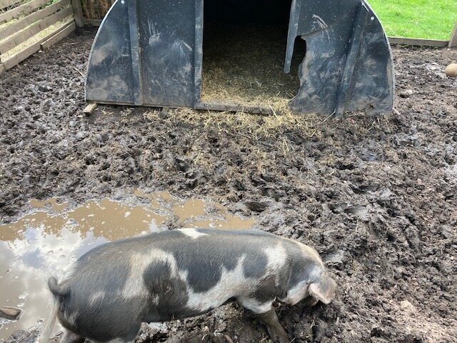 Windmill Hill City Farm-布里斯托尔必去景点