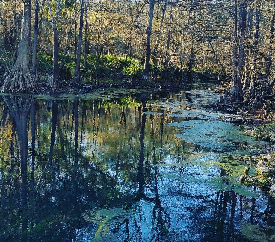 Wes Skiles Peacock Springs State Park-Live Oak必去景点