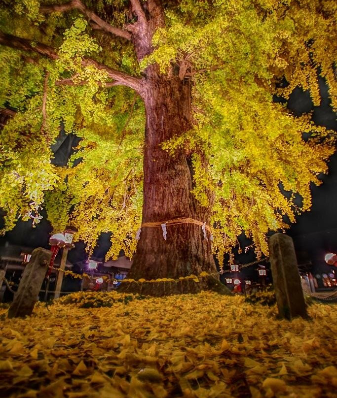 Imamiya Shrine-樱市必去景点