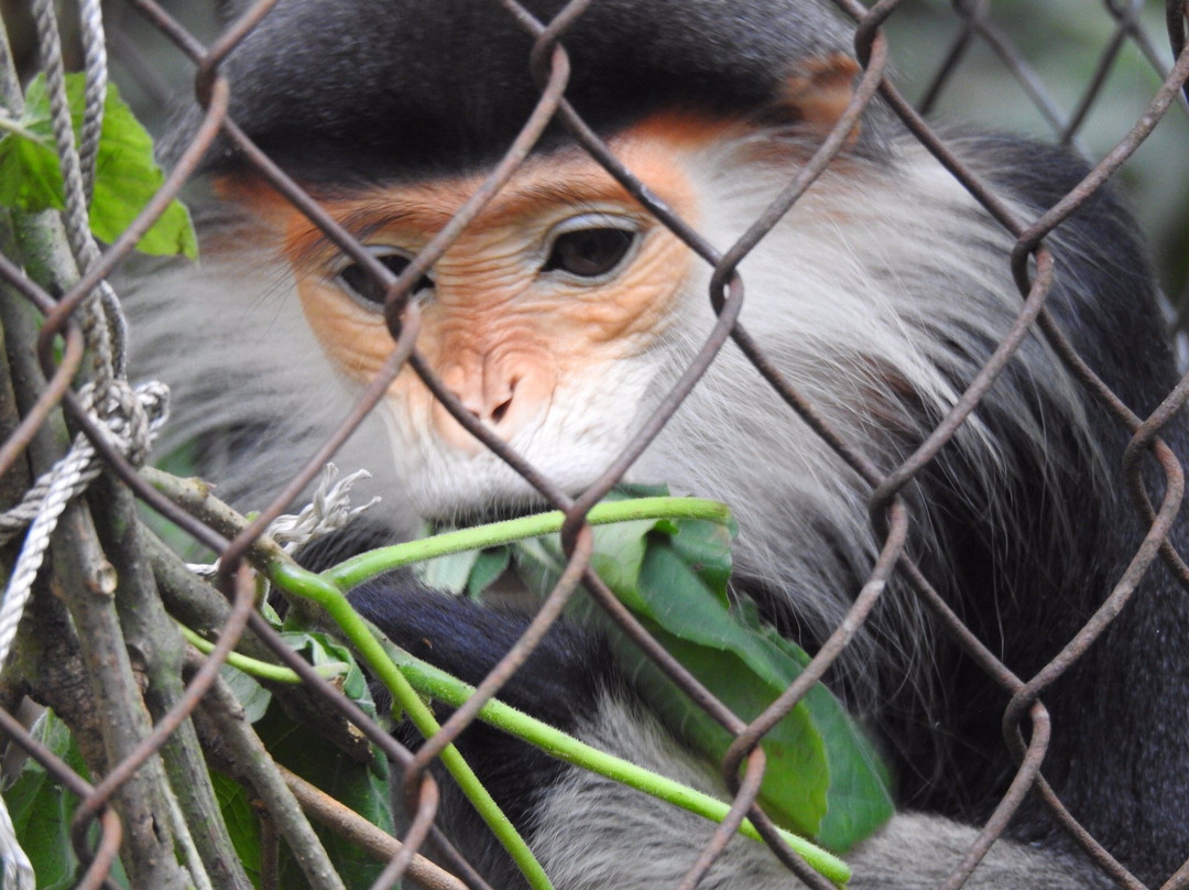 Endangered Primate Rescue Centre景点图片