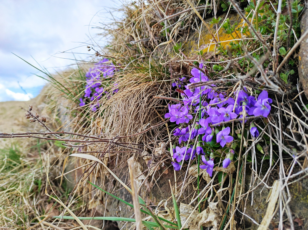 Daiano旅游攻略图片