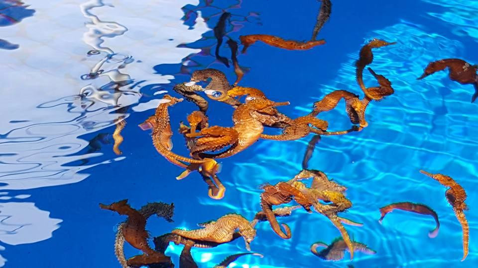 海洋骑士海马牧场