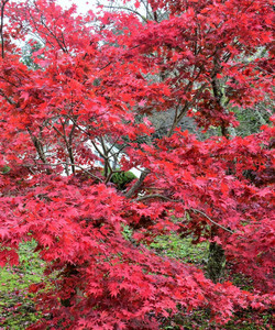 Obara Fureai Park / Shikizakura景点门票图片