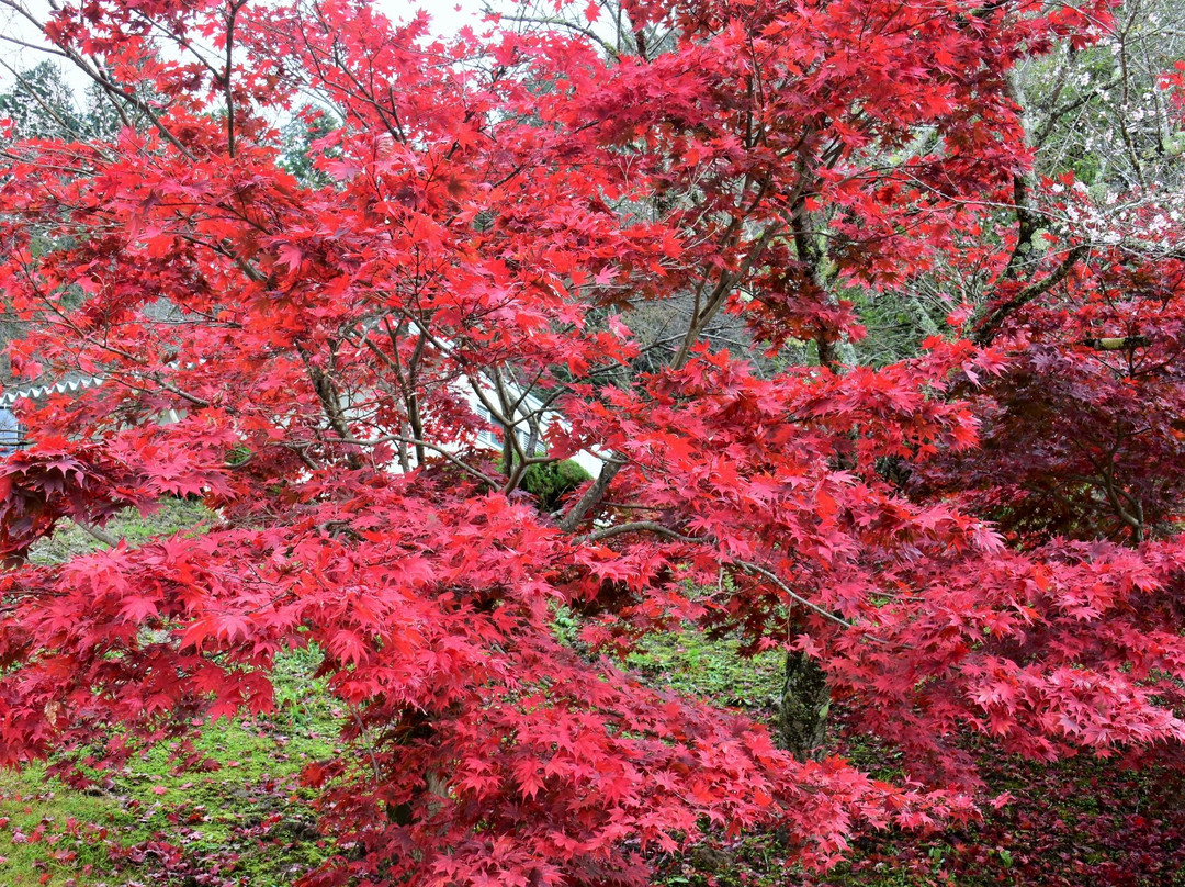 Obara Fureai Park / Shikizakura景点图片