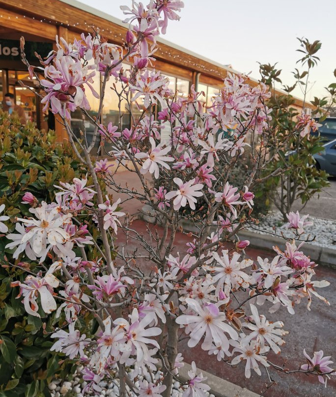 Centro Oeste-马亚达洪达必去景点