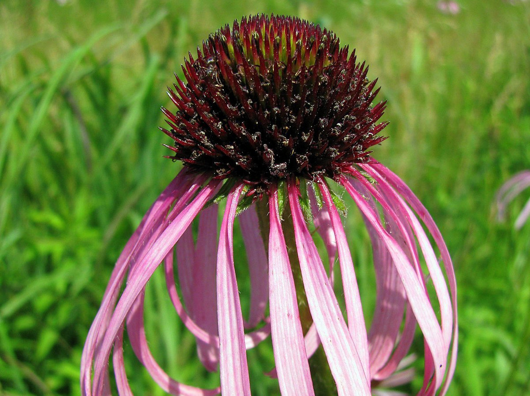 Governor Nelson State Park-Waunakee必去景点