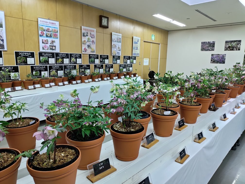 Tottori Hanakairo-Flower Park景点图片