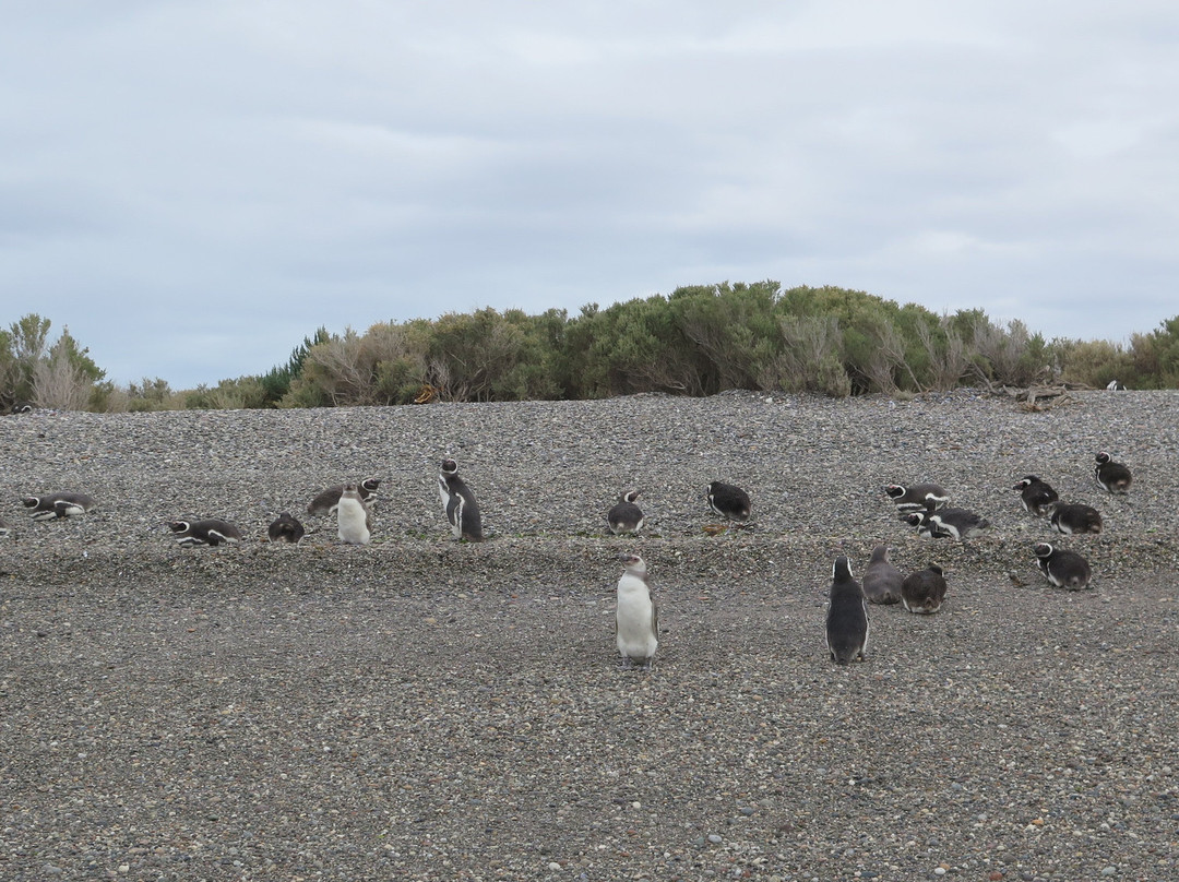 Reserva natural Provincial Ria Deseado-Puerto Deseado必去景点