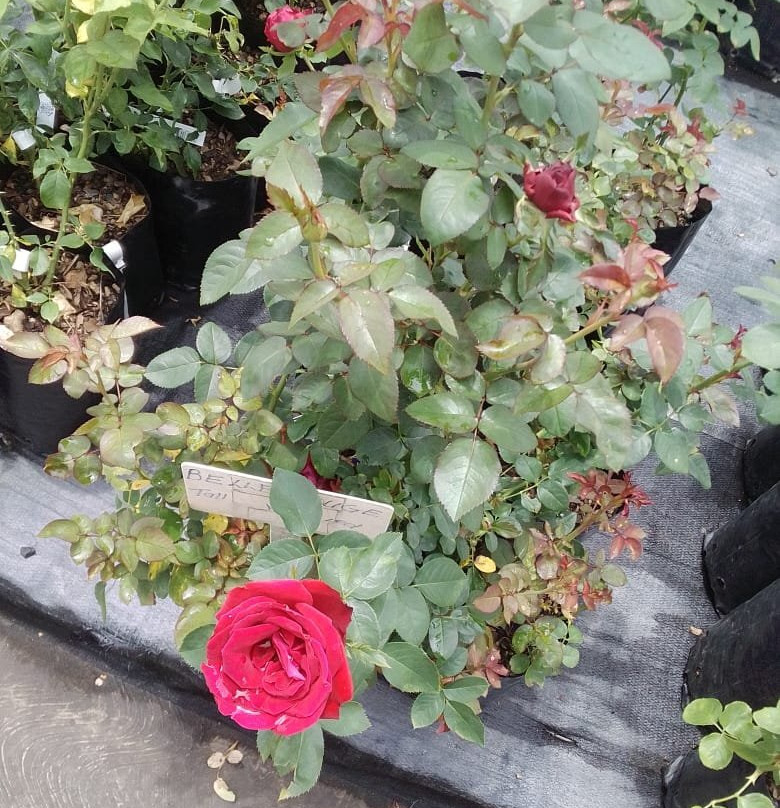 Ludwig's Rose Farm-比勒陀利亚必去景点