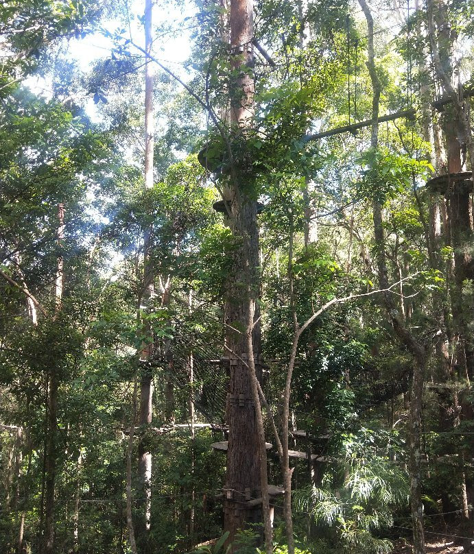 Treetops Adventure Coffs Harbour-科夫斯港必去景点