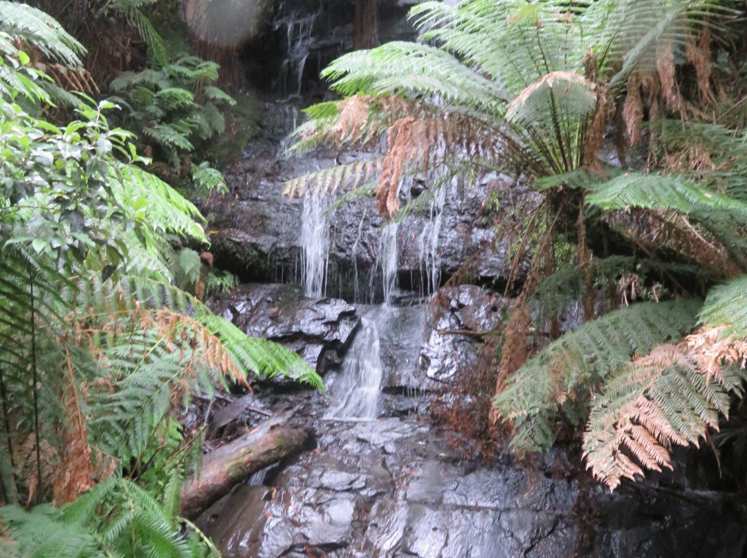 Cyathea Falls景点图片