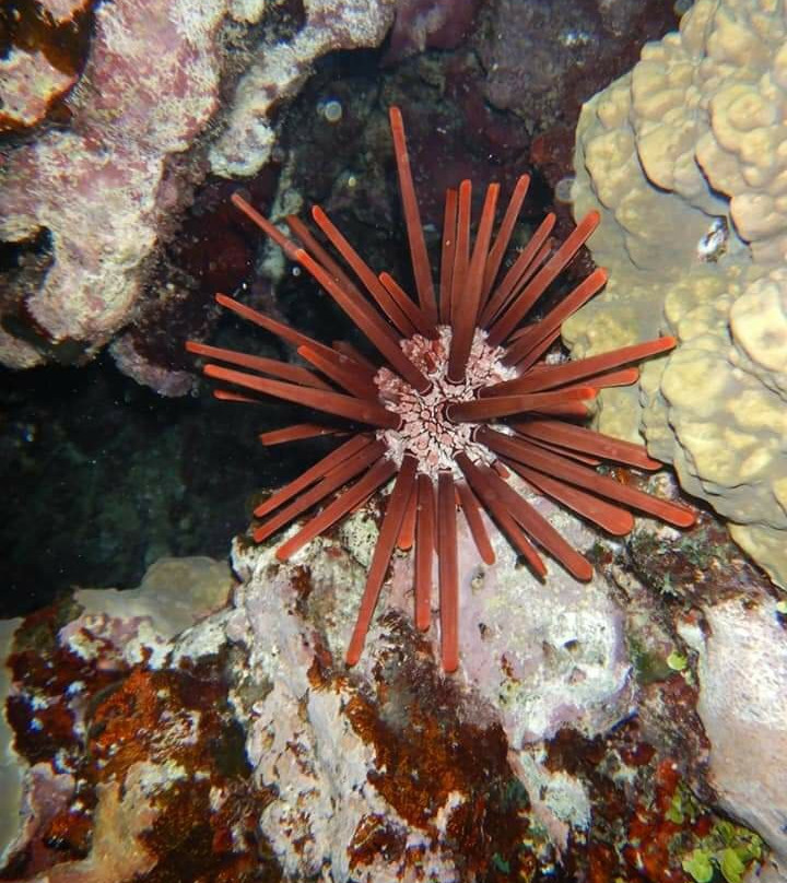 Scub'Addict-Bourail必去景点