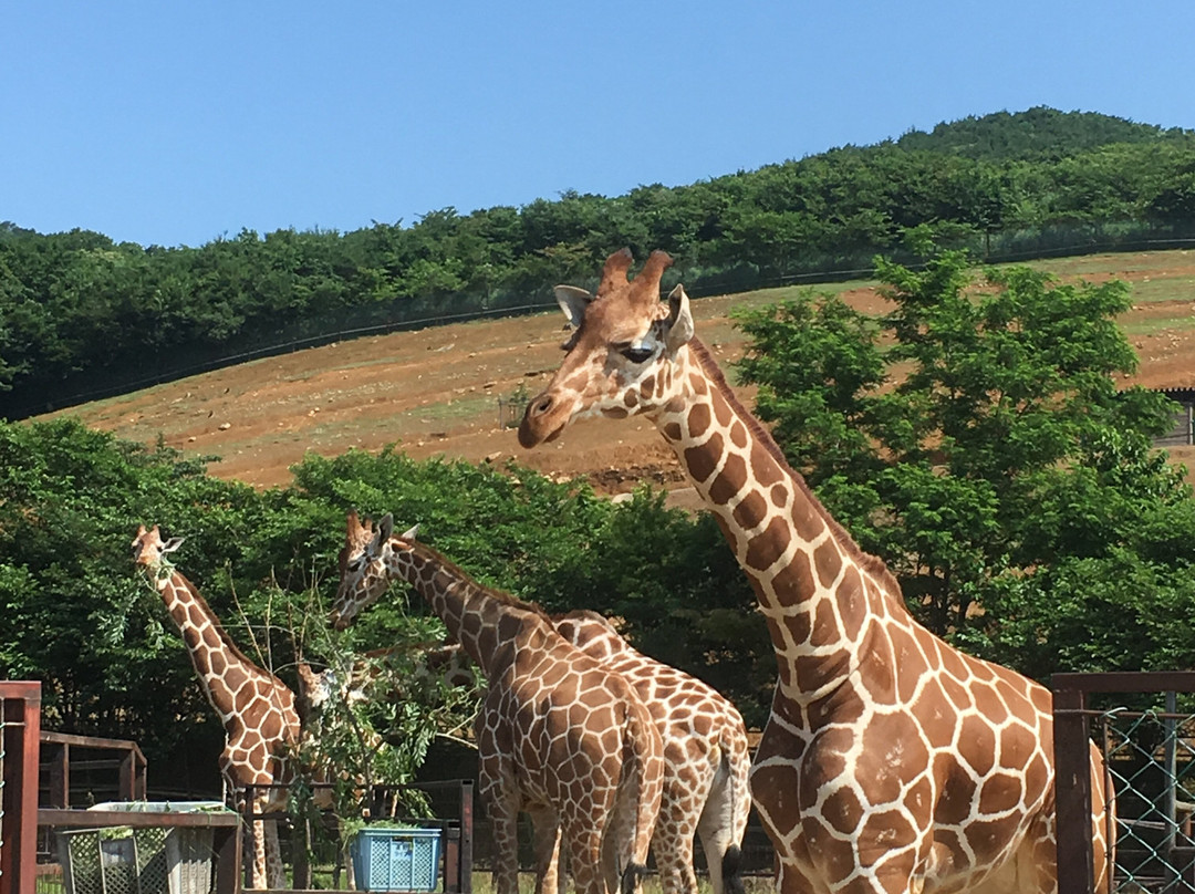 Tohoku Safari Park-二松本市必去景点