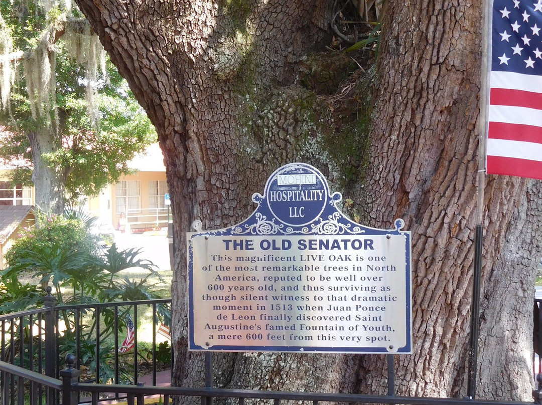 The Old Senator Tree-圣奥古斯丁必去景点