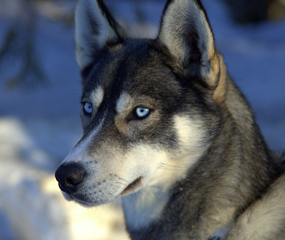 Hedmarksvidda Husky Tours-Brumunddal必去景点