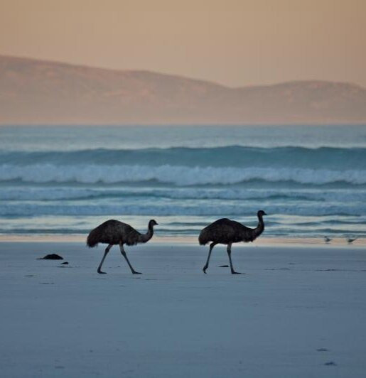 Cape Arid National Park景点图片