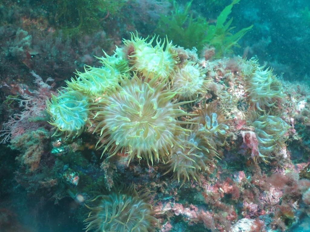 Pipo Diving-San Esteban必去景点