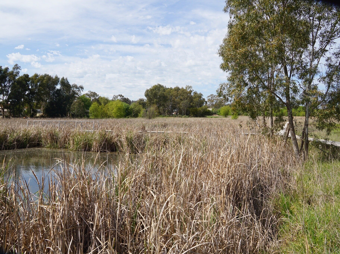 Junee Urban Wetland-Junee必去景点