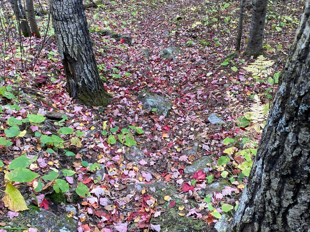 Nelson's Resort主图