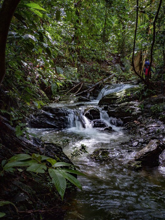 Ulu Temburong National Park景点图片