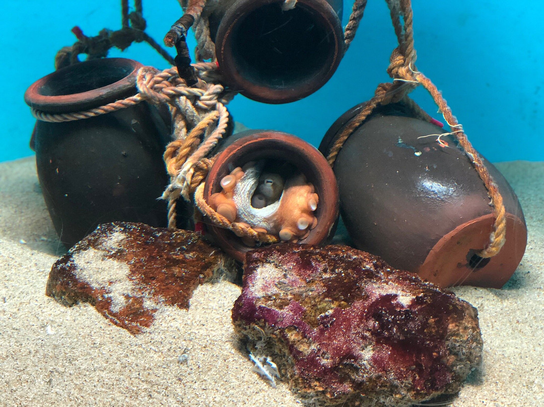 Miyajima Public Aquarium-廿日市市必去景点