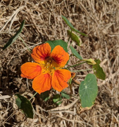 Goleta Butterfly Grove-戈利塔必去景点